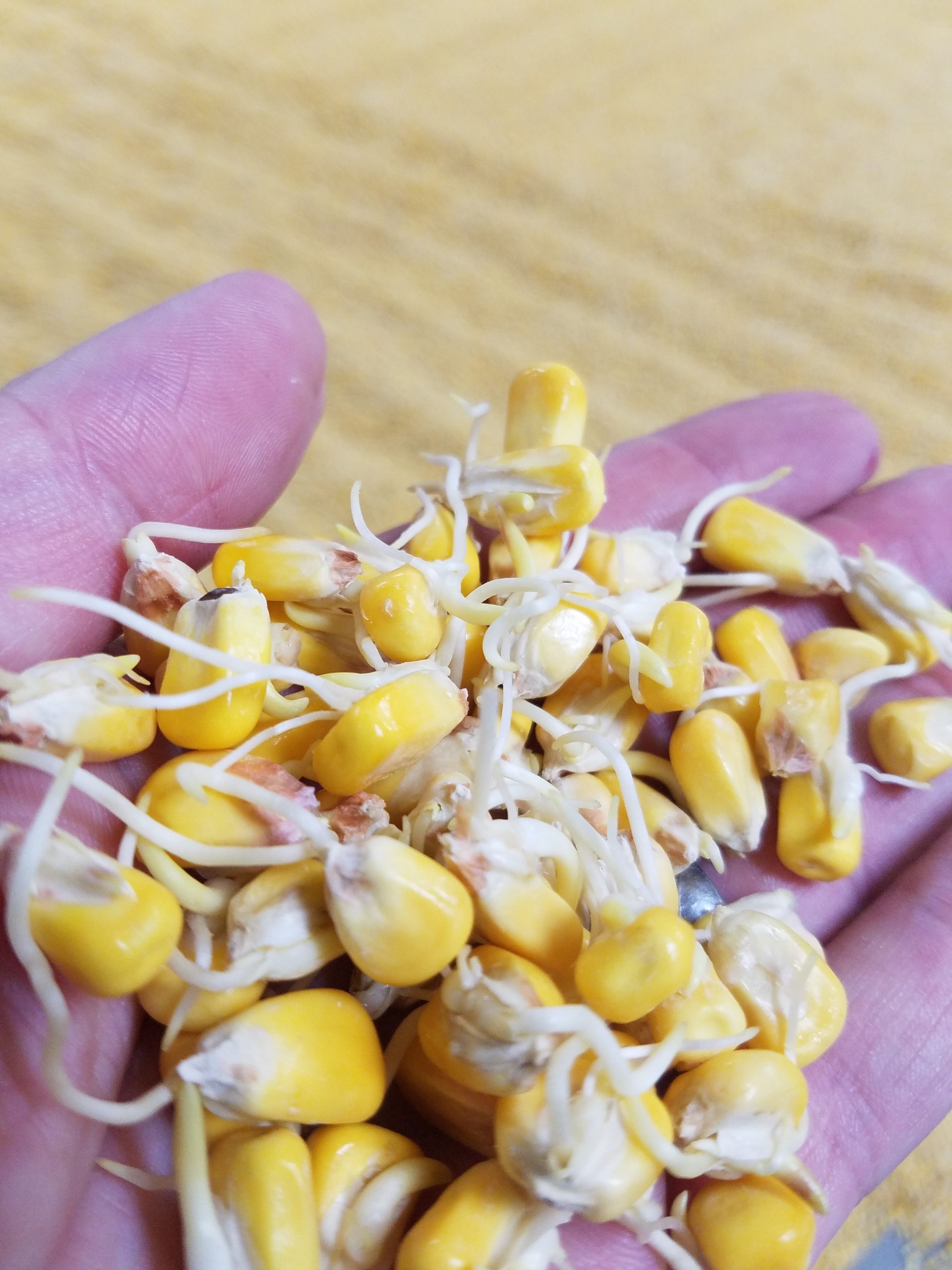 Mainstays Made With Riverbend Cumberland Corn Malt Riverbend Malt House