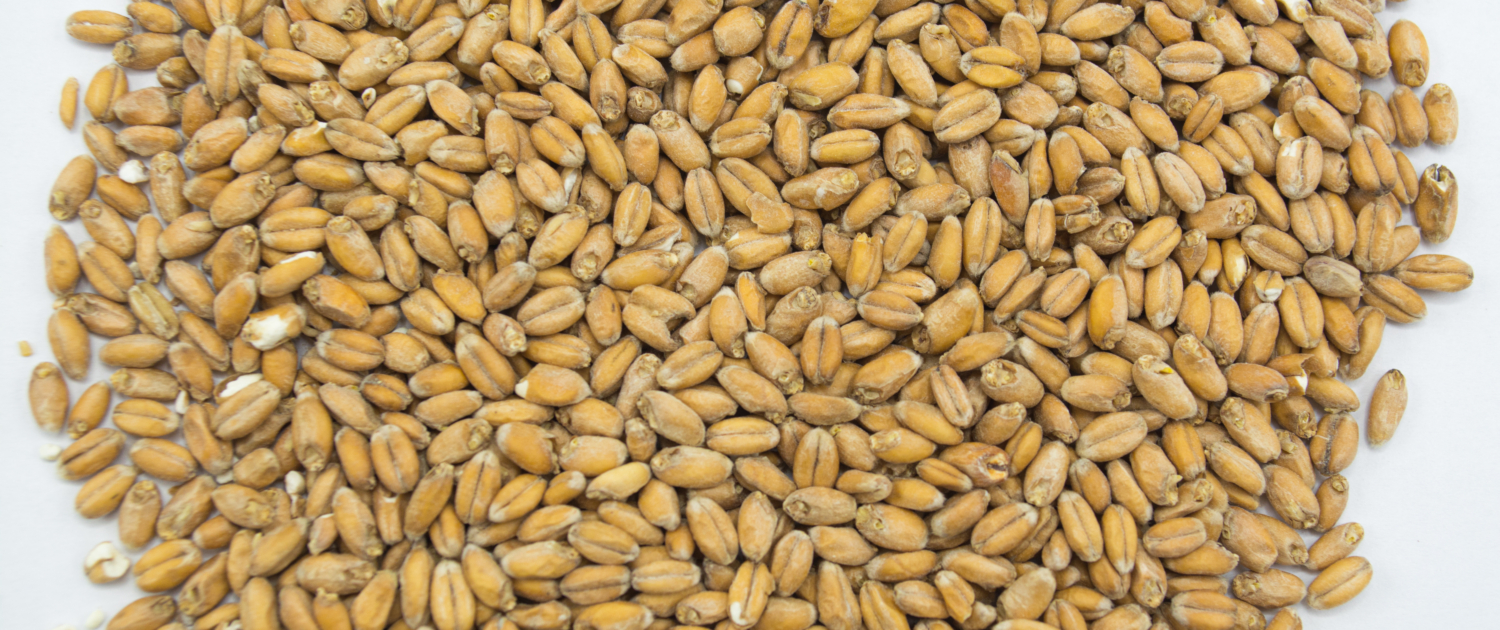 Appalachian Wheat
