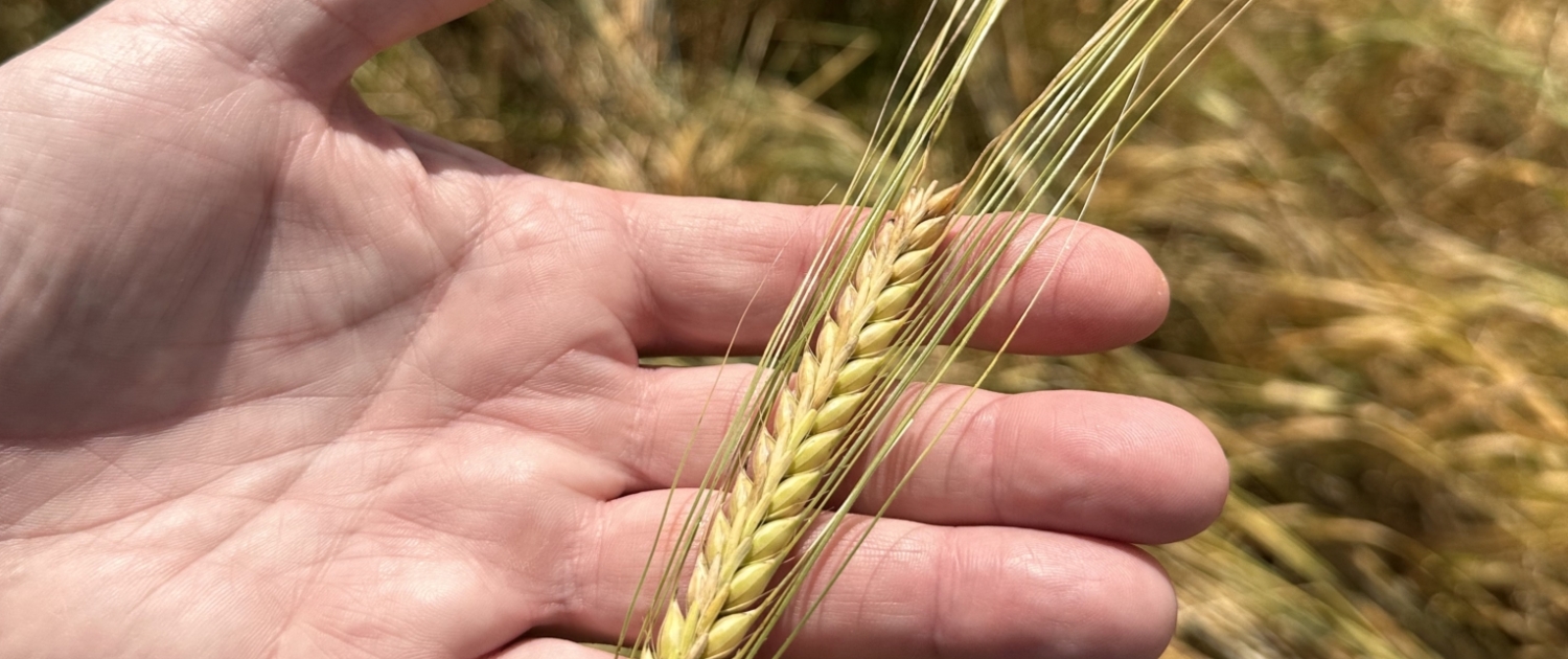 Avalon Barley