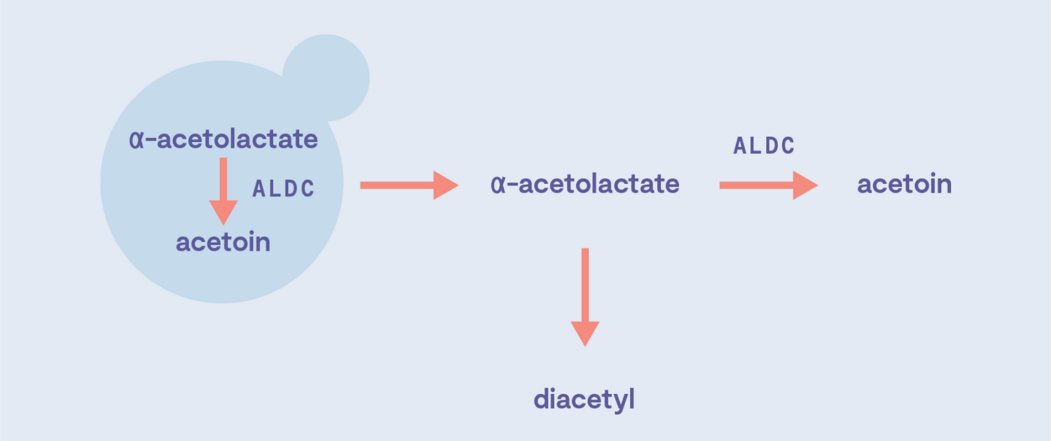employing ALCD to reduce diacetyl in lagers
